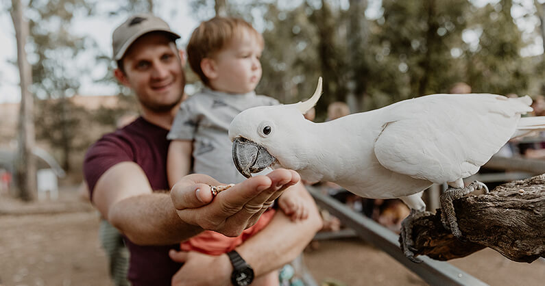 Bird feeding a cockatoo at Cania Gorge holiday park