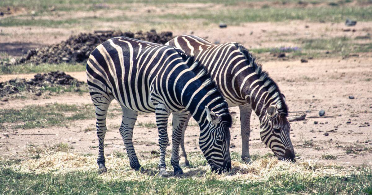 Zebras at Western Plains Zoo in Dubbo